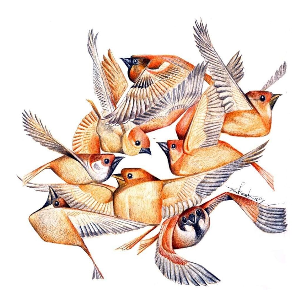 Birds series