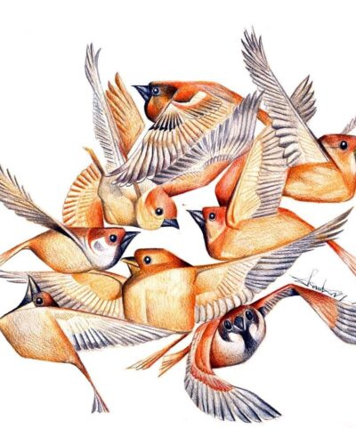 Birds series